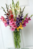 Bouquet of 25 Gladiolus “Heart of Summer” 
